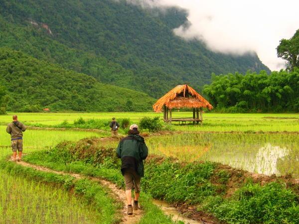 strolling through the rice paddies