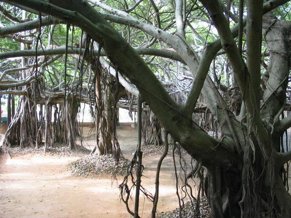 The Banyan Tree (singular...)