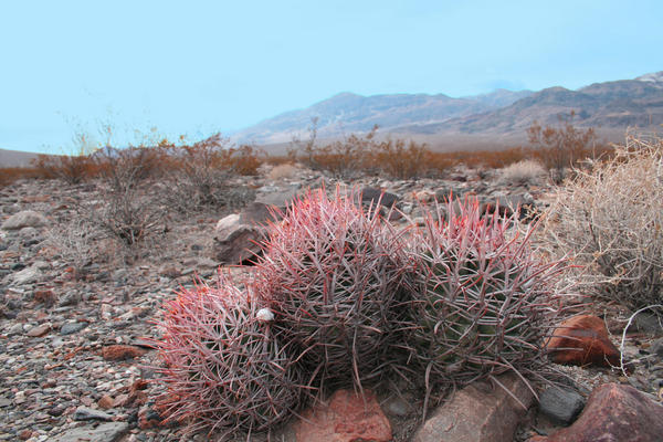 Cactus Rouge
