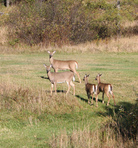 Chevreuils