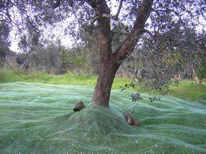 nets under olive tree