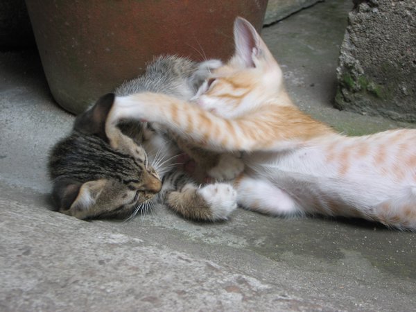 Kitties Playing