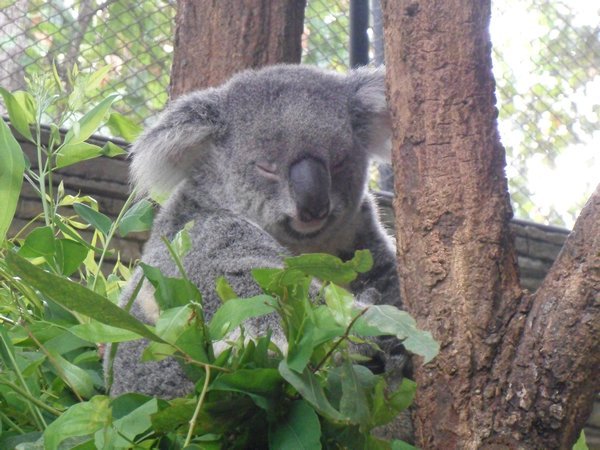 Koala at Zoo