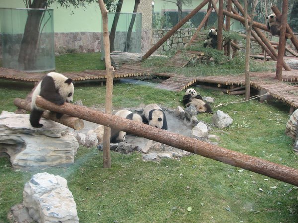 Shanghai - Panda Enclosure