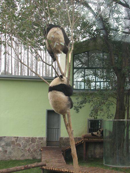Shanghai - Pandas in a Tree