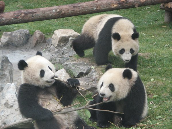 Shaghai - Three Pandas