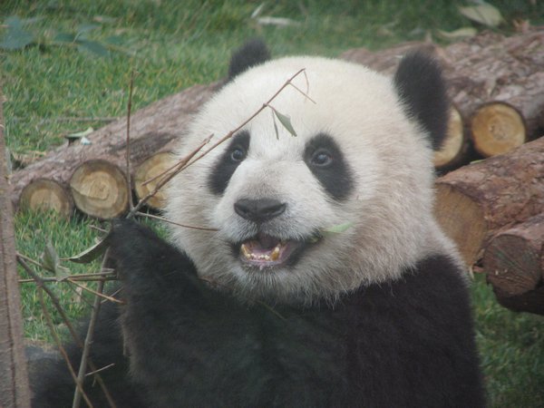 Shanghai - Panda Up Close