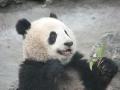Shanghai - Panda Smiling