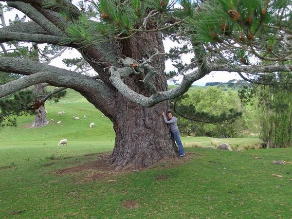 Hugging The Party Tree