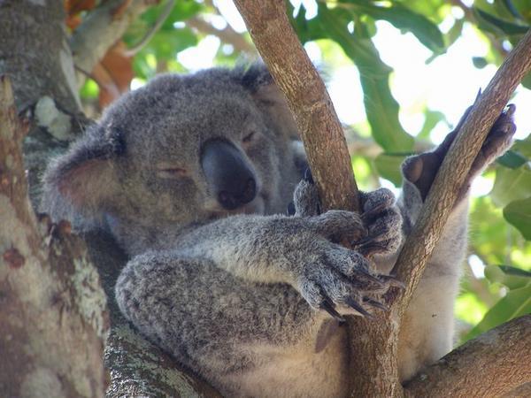Lazy Mr (or Mrs) Koala
