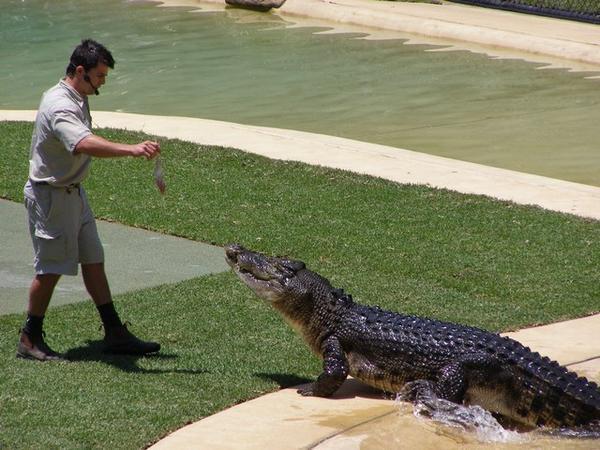 Feeding Monty In The Croc Show