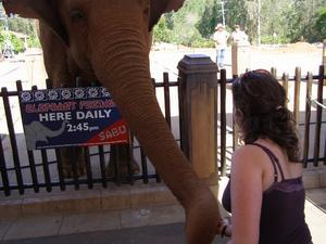 Laura Feeds The Elephant