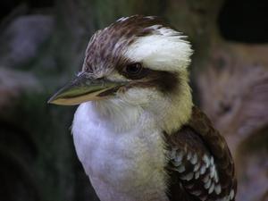 Kookaburra Close-up