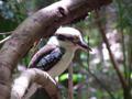 The Kookaburra Lives In The Old Gum Tree...