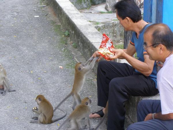 Never Feed The Monkeys