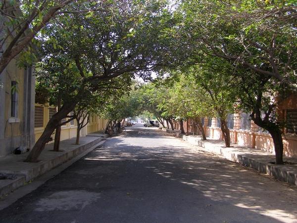 Tree-Lined Boulevard