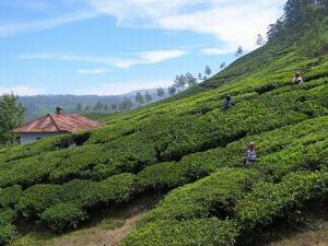 Tea Pickers Above Munnar