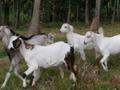 Following Goats