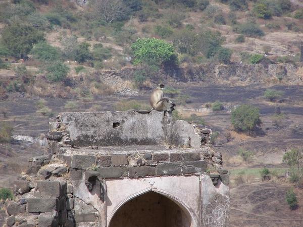 Aurangabad: A Monkey Observes From His Perch