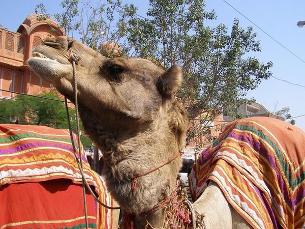 Camel Parade