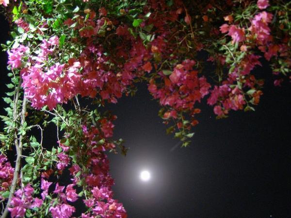 Florally Framed Moon