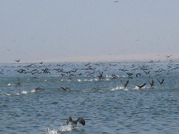 Lots of Sea Birds