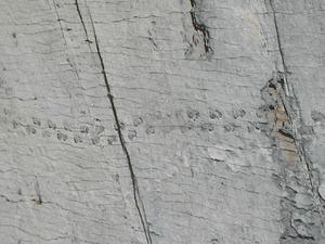Titanosaurous Footprints
