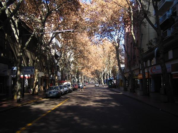 One of the Many Tree-lined Streets in Mendoza