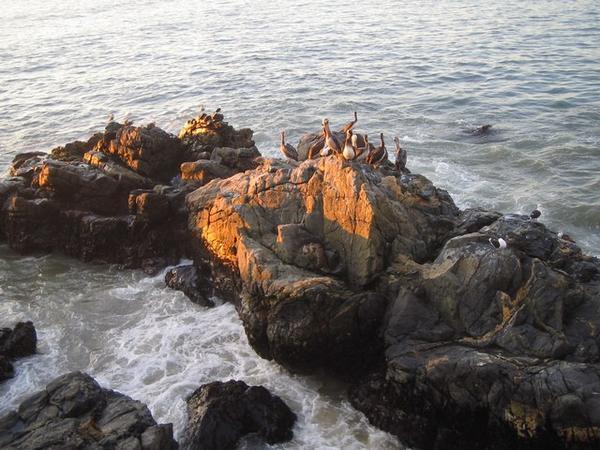 Pelicans Gather on the Rocks