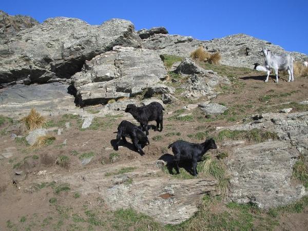 Deer Park Heights - Baby Goats