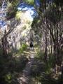 Marching Through Manuka Forest