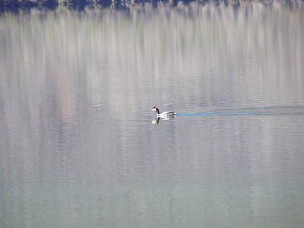 Rare Sighting Of A Southern Crested Grebe