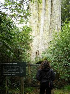 Giant Totara Tree