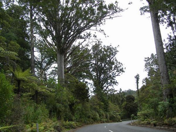 Kauri Forest Drive