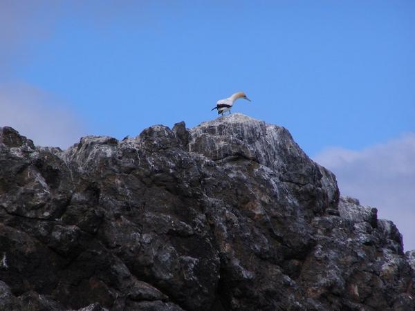 A Gannet Sits On Bird Rock