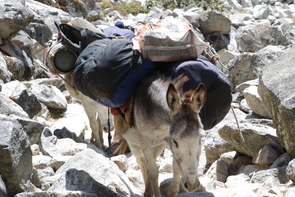 Our donkeys carrying our gear