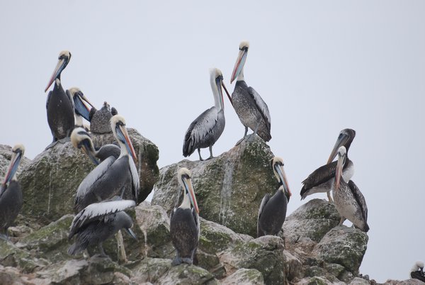 Pelicans in Islas Ballestas