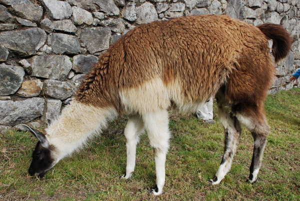 A lama in Machu Pichu