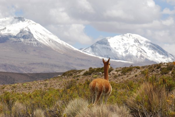 Vicunia and Volcanoes in Lauca NP
