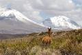 Vicunia and Volcanoes in Lauca NP