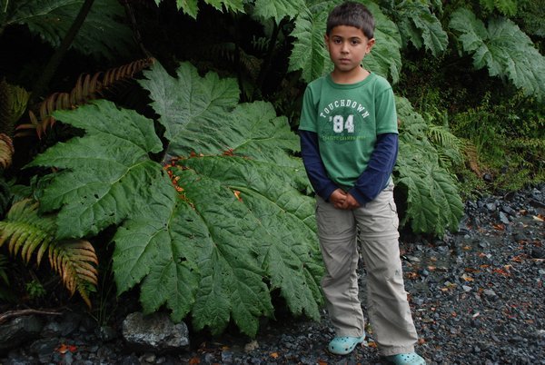 Omer & a Giant Nalga leaf