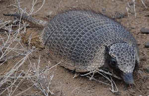 Armadilo - we have luckily saw by the road