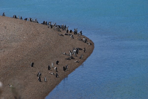Penguin colony, Peninsule valdez