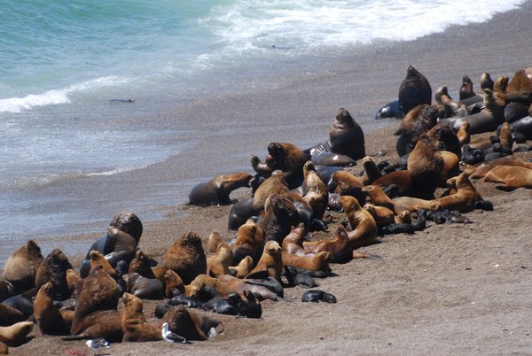Huge Lion Seals Colony, Peninsula Valdez 