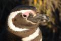 Magellan Penguin, Punta tombo