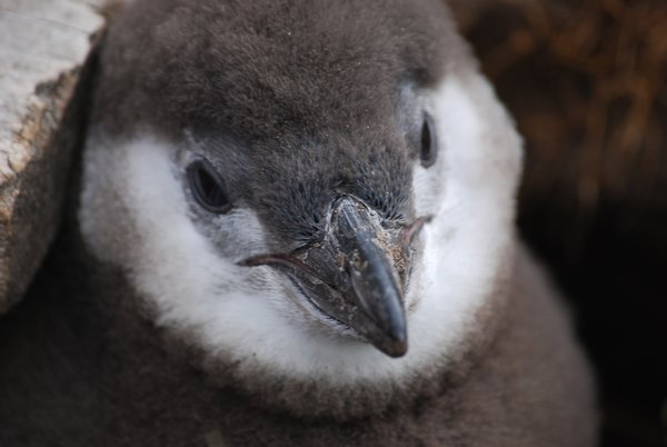 A baby penguin