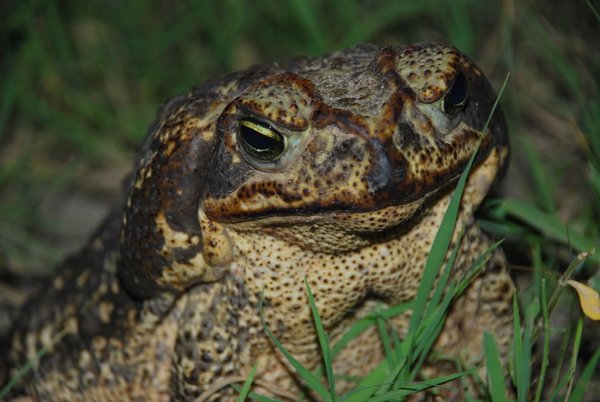 Huge Toad by the Ditch