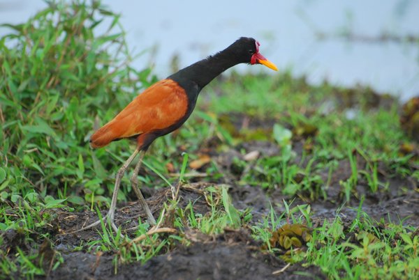 Wattled Jacana Searching for Food