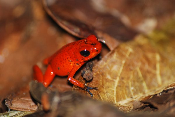 Red Dart Venomous Frog