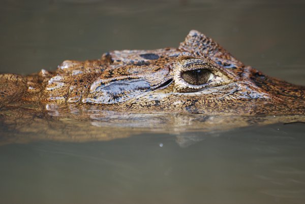 Spectacaled Caiman 